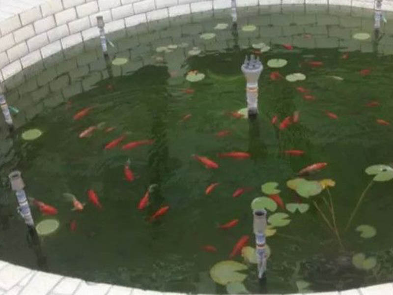 日照魚(yú)池水處理水凈化水循環(huán)設(shè)備