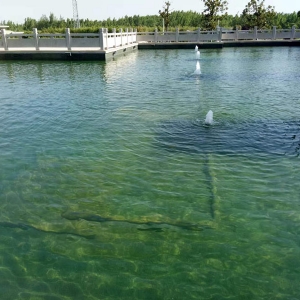 濟(jì)寧藝水芳源魚池過濾器客戶實(shí)地效果展示